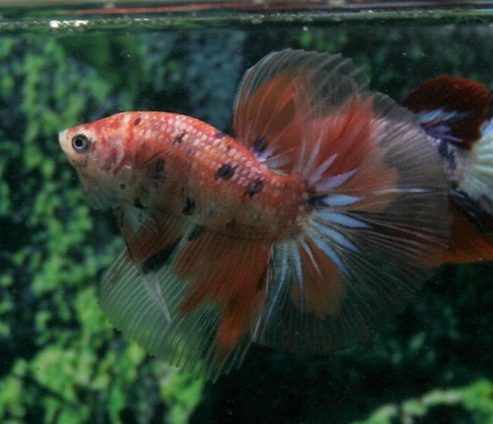Red Koi Halfmoon Betta 2 - Age 4.5 month - Betta fish for sale