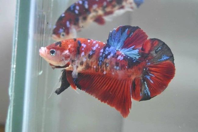 Red Koi Galaxy Giant Betta Fish For Sale – Indonesia Seller - Betta