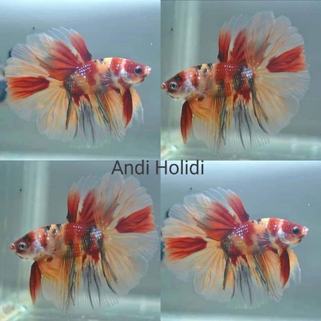 Candy koi halfmoon betta Good form & colors - Betta fish for sale