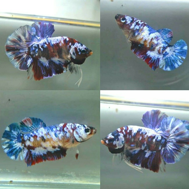 Pair purple galaxy koi hmpk for sale - Video available - Betta fish for