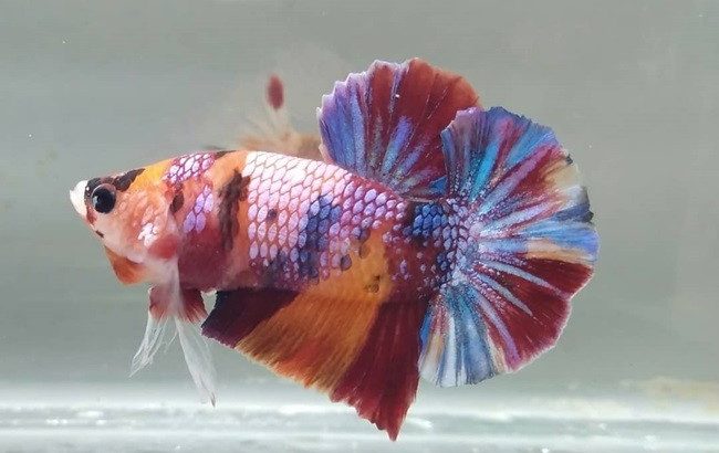 Candy betta fish Clearance