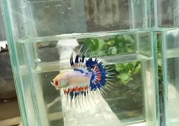 Fancy Crowntail Betta – Video Available - Betta fish for sale