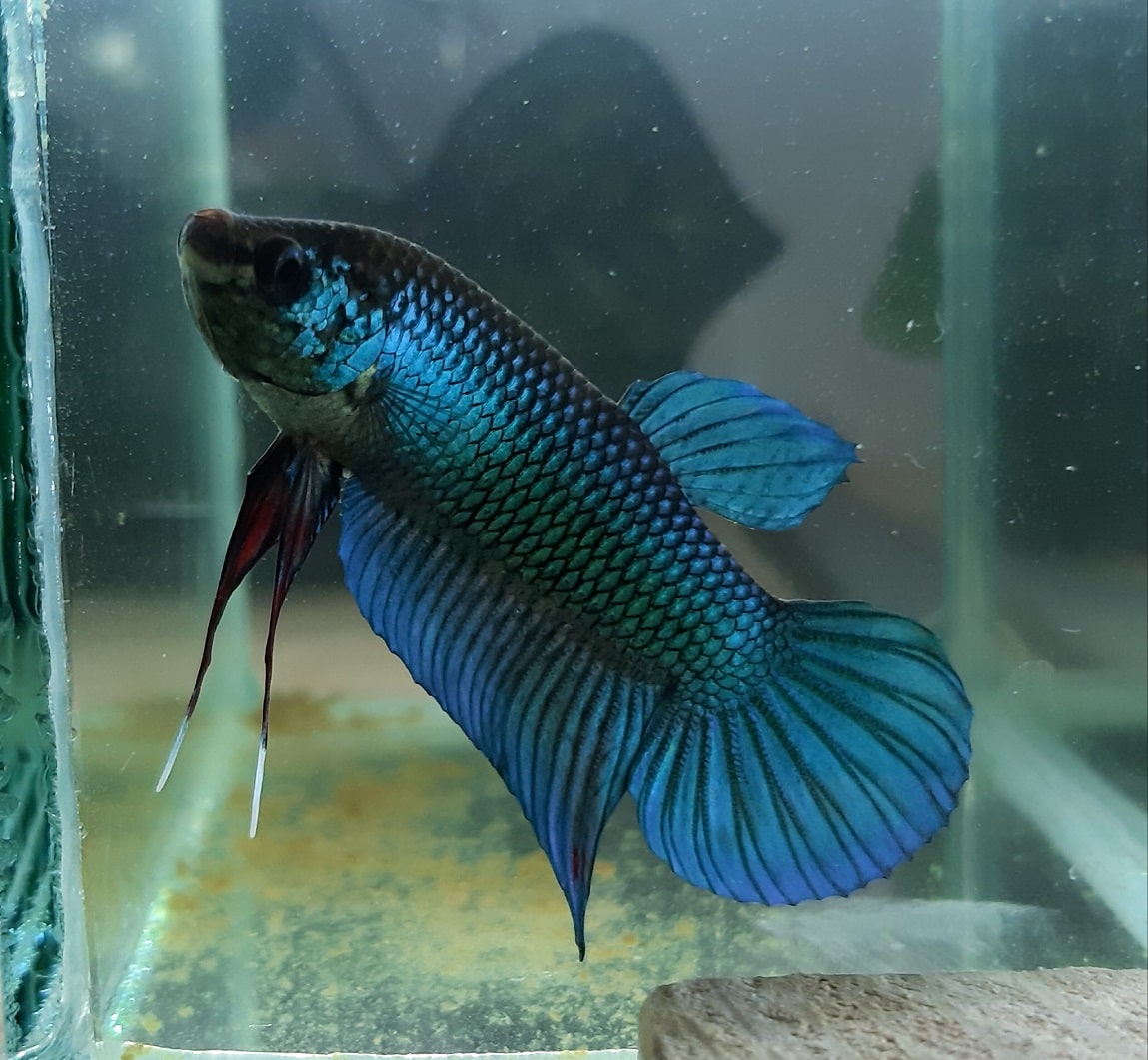 Wild Betta Imbellis HYBRID BLUE Live fish from Thailand