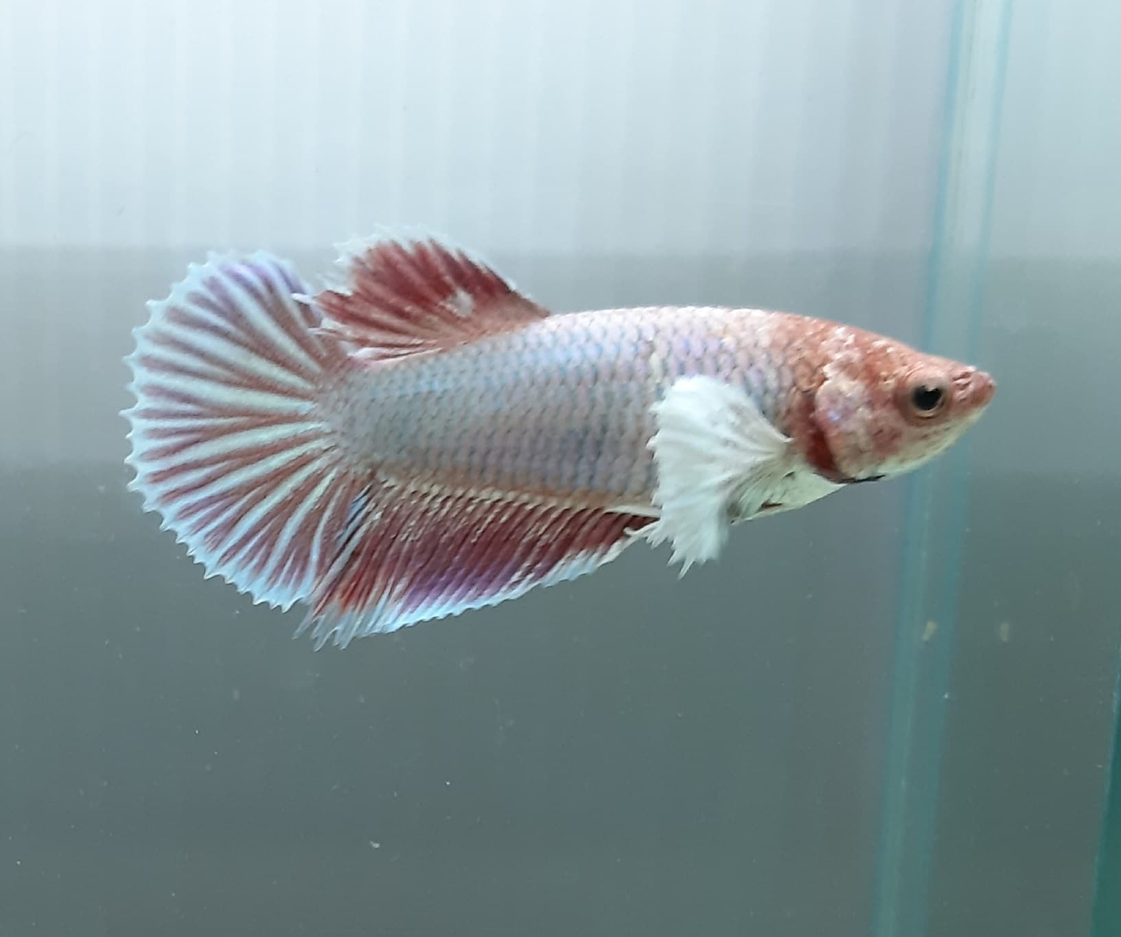 Halfmoon Dumbo Big ear Lavender Betta fish Female Live fish from
