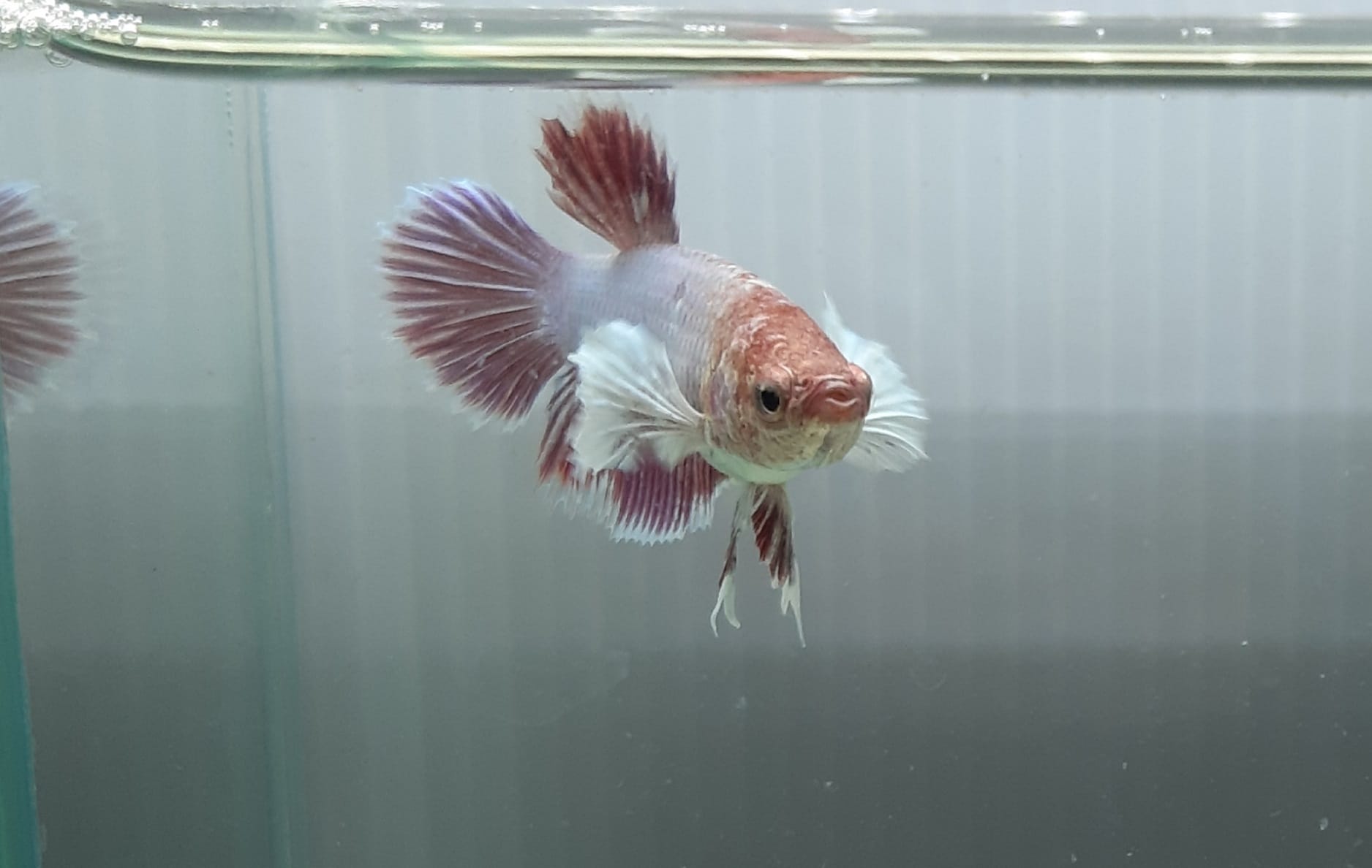 Halfmoon Dumbo Big ear Lavender Betta fish Female Live fish from