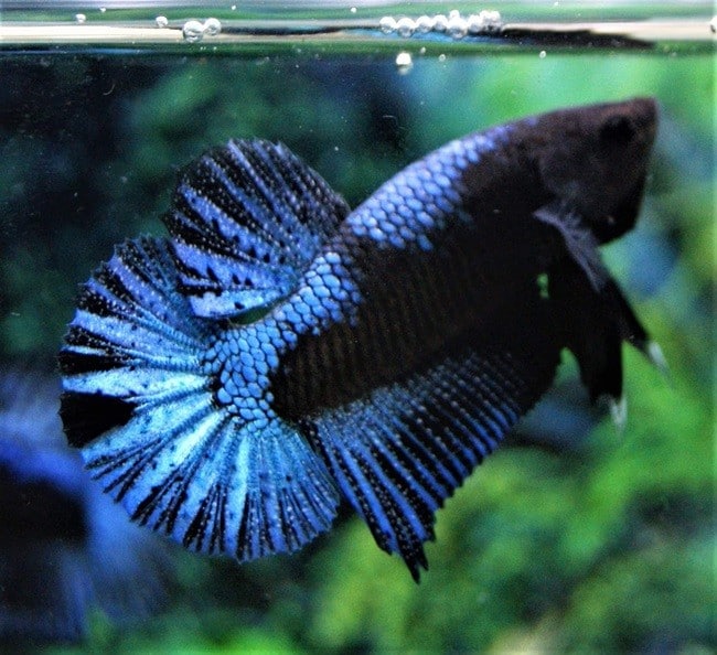 Pair Blue Black Halfmoon Plakat - Sell & buy betta fish online