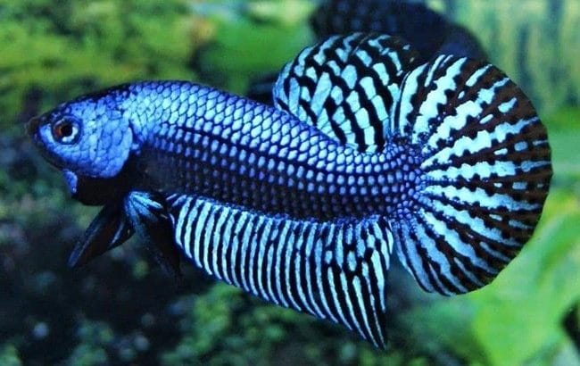Blue Wild Betta For Sale - Betta fish for sale