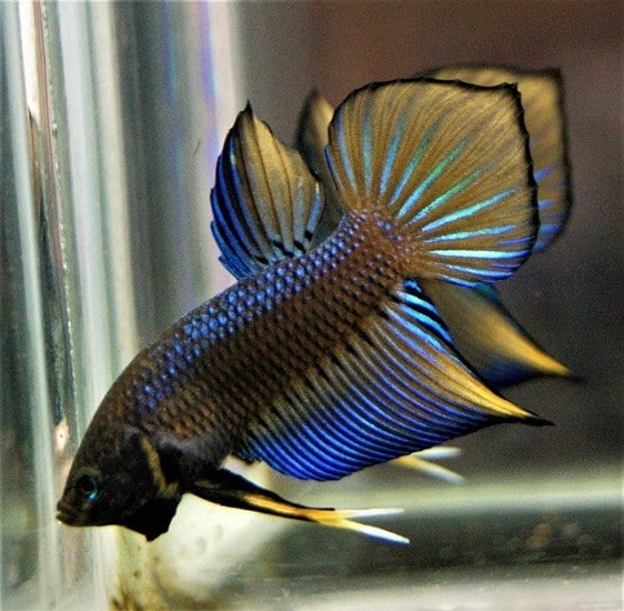 Betta Splendens Mustard Video Available Betta fish for sale