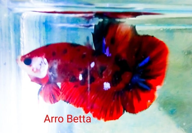 galaxy koi betta for sale - Betta fish for sale
