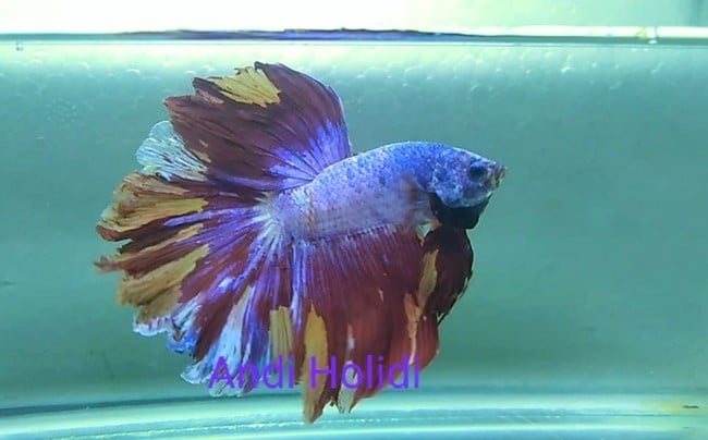 Fancy halfmoon betta for sale - Betta fish for sale