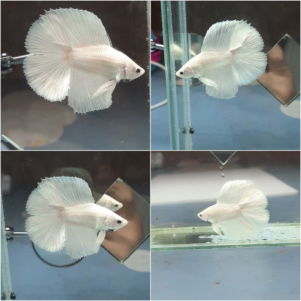 White double tail betta for sale Betta fish for sale