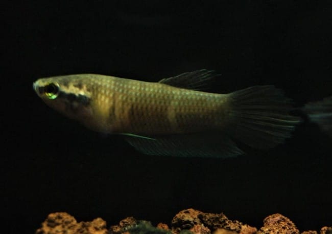Betta Raja Center of content and betta fish for sale