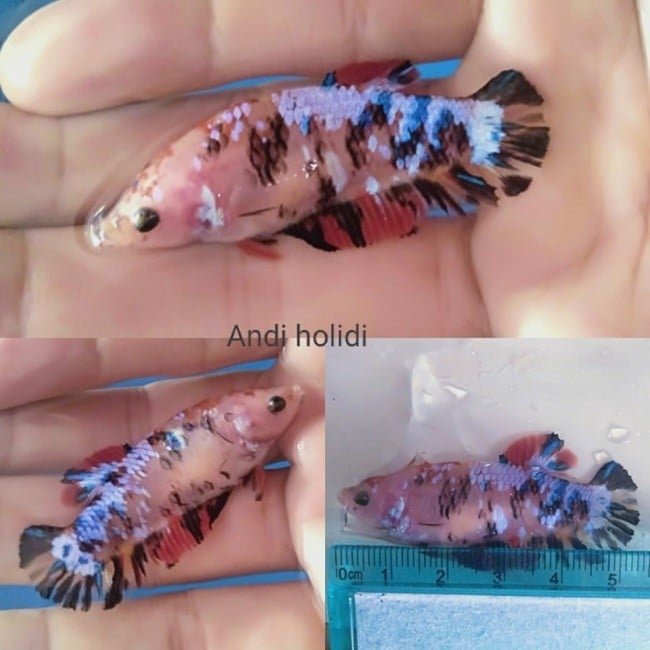 Female Galaxy Koi Giant Betta For Sale - Center of content and betta