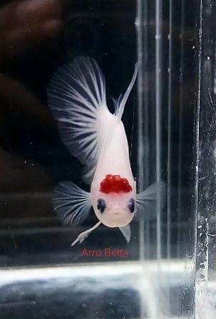 Tancho Betta Fish For Sale - Center of content and betta fish for sale