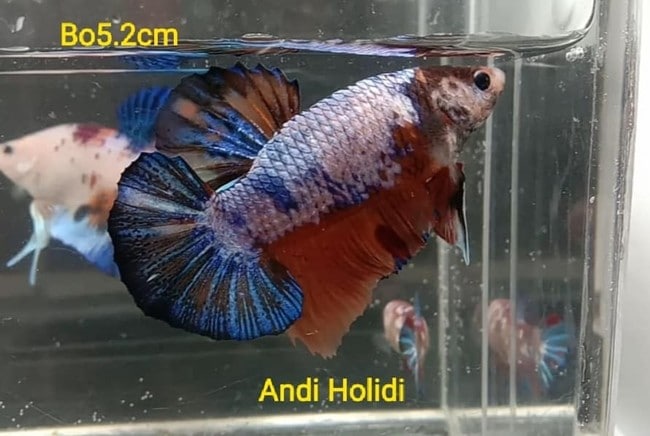 Koi Giant Betta For Sale - Center of content and betta fish for sale