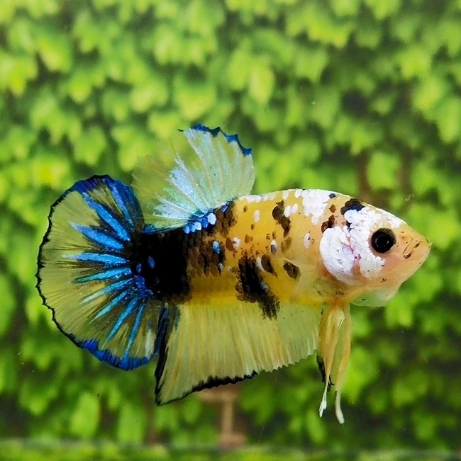 Yellow Koi Plakat For Sale - Center of content and betta fish for sale