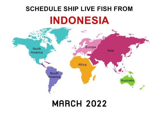 shipping Indonesia 2022